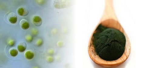 上海光語生物科技 引領生物技術創(chuàng)新與產業(yè)融合